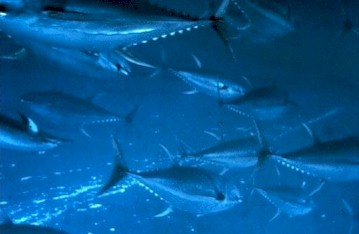 Courtesy of NOAA Photo Library - Credit: OAR/National Undersea Research Program (NURP)